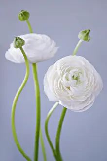 Blown: Ranunculus