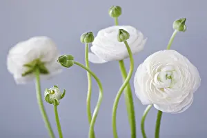 Blown: Ranunculus