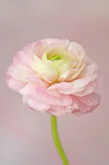 Exquisite: Ranunculus