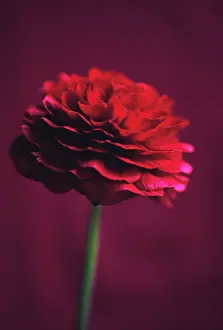 Blown: Ranunculus