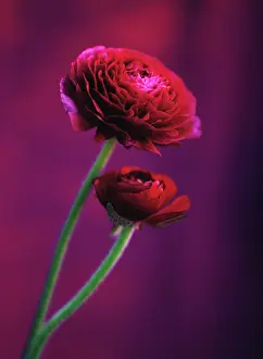 Combined: Ranunculus