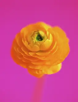 Sensational: Ranunculus
