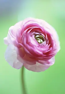 Innocence: Ranunculus