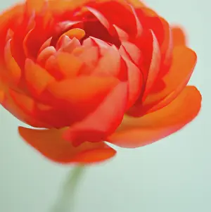 Layers: Ranunculus
