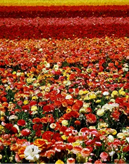 Ranunculus: RANUNCULUS - field