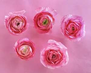 Aromatherapy: Ranunculus, Persian butercup, a pink Ranunculus