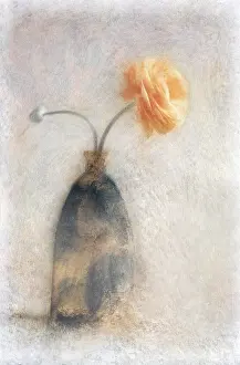 Asiaticus: Ranunculus, Persian ranunculus