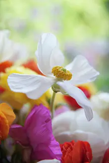 Flowerphotos: Ranunculus, Persian ranunculus, a white simple Ranunculus