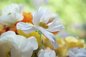 Flowerphotos: Ranunculus, Persian ranunculus, a white simple Ranunculus