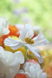 Flowerphotos: Ranunculus, Persian ranunculus, a white simple Ranunculus