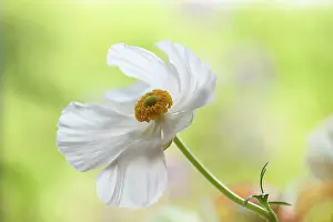 Flowerphotos: Ranunculus, Persian ranunculus, a white simple Ranunculus