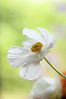 Flowerphotos: Ranunculus, Persian ranunculus, a white simple Ranunculus