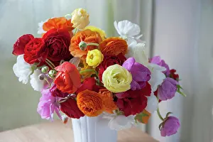 Flowerphotos: Ranunculus, Persian ranunculus, Ranunculus asiaticus