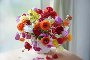 Flowerphotos: Ranunculus, Persian ranunculus, Ranunculus asiaticus