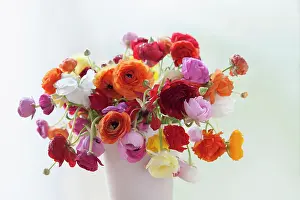 Flowerphotos: Ranunculus, Persian ranunculus, Ranunculus asiaticus