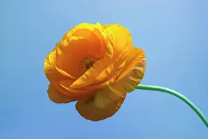 Petalled: Ranunculus, Persian ranunculus, a double petalled