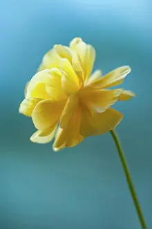 Double: Ranunculus, Persian ranunculus, a double petalled