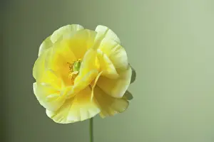 Double: Ranunculus, Persian ranunculus, a double petalled