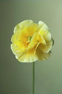 Double: Ranunculus, Persian ranunculus, a double petalled
