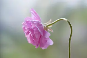 Double: Ranunculus, Persian ranunculus, a double petalled