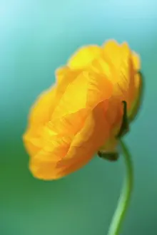Flowerphotos: Ranunculus, Persian ranunculus, an orange Ranunculus