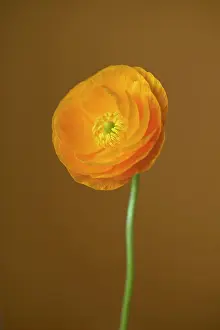 Double: Ranunuculus, Persian ranunculus, a double petalled