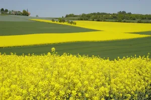 Rapeseed: Rape (Brassica napus) Bavaria, Germany, Europe
