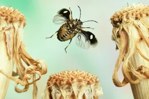 Salsify: Rape bug (Eurydema oleraceum), in flight, on dried