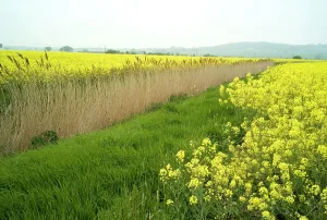 Romney: Rape - Farming - Romney Marsh