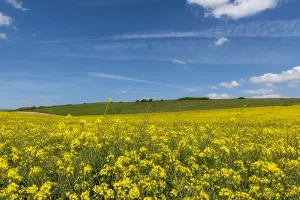 Napus: Rape field in bloom, spring, North, France