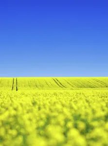 Rapeseed: Rape field (Brassica Napus) with blue sky