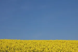 160517: Rape field in full flower Germany