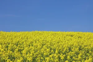 160517: Rape field in full flower Germany