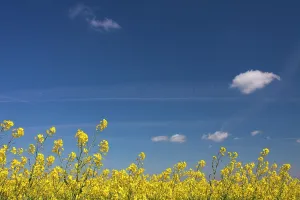 160517: Rape field in full flower Germany
