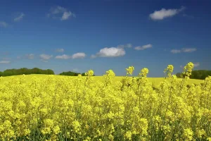Jutland: Rape fields in bloom, blue sky, May, spring, Funen