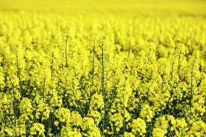 Rapeseed: Rape fields in bloom on the Lower Rhine, Rees, North
