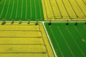 Patterned: Rape fields on the city boundary between Warstein-Belecke