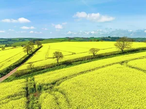 Devon: Rape fields and farms from a drone, Devon, England