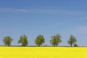Biofuel: Rape flowering field with avenue Germany