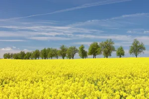 160517: Rape flowering field with avenue Germany