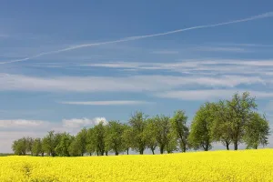 160517: Rape flowering field with avenue Germany