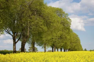 Avenues: Rape flowering rape with tree-lined avenue