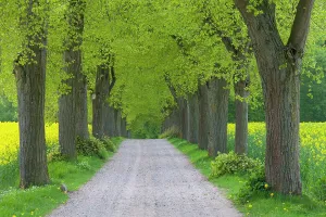 Lanes: Rape flowering rape with tree-lined avenue