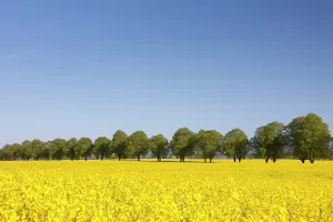 Avenues: Rape flowering rape with tree-lined avenue