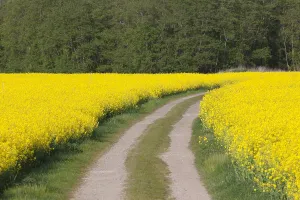 091018: Rape - road between flowering rape fields - Germany