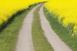 Oilseed: Rape - road between flowering rape fields - Germany