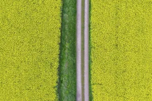 Rapeseed: Rape - way in a flowering rapeseed field - Germany