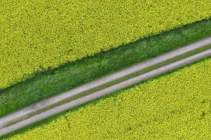 Rapeseed: Rape - way in a flowering rapeseed field - Germany