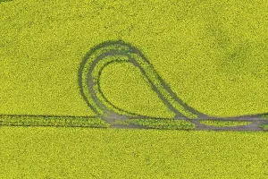 Rapeseed: Rape - way in a flowering rapeseed field - Germany