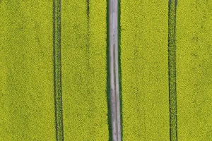 Rapeseed: Rape - way in a flowering rapeseed field - Germany